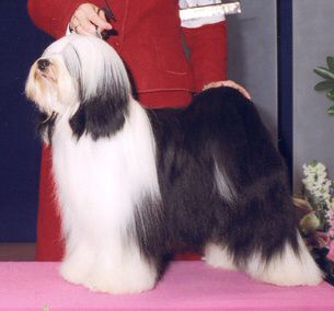 SUNCLIPSE BECUZ CHIX DIG IT | Tibetan Terrier 