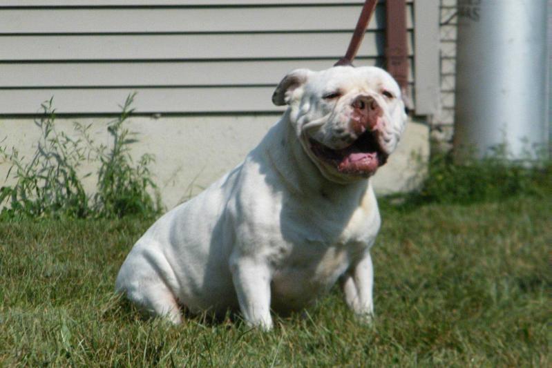 Warrior's Ice Princess | Olde English Bulldogge 