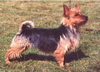 Vitterklippens Saida | Australian Terrier 