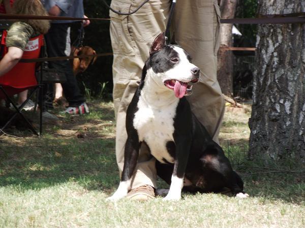 Crazy In Love | American Staffordshire Terrier 