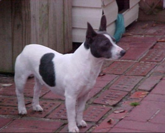 Blue Ribbon Batman | Rat Terrier 