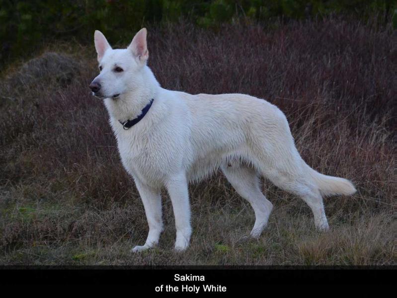 Sakima of the Holy White | White Swiss Shepherd Dog 