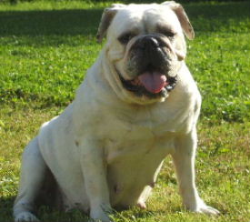 Hegarty's White Lace | Olde English Bulldogge 