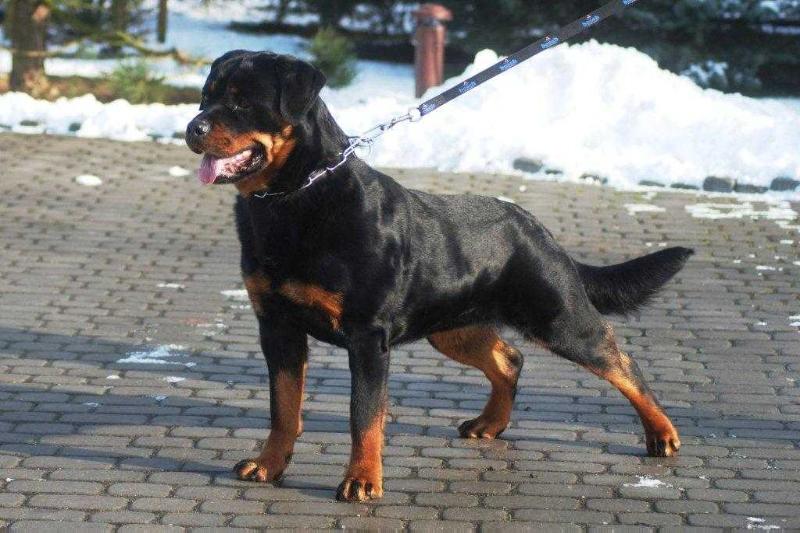 RUNA Cherniy Kumir | Rottweiler 