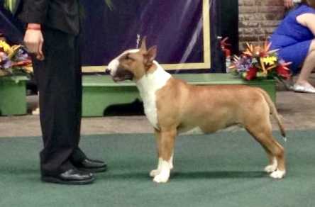 GLAMOUROUS LIL GANGSTA | Bull Terrier 