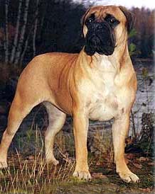 CHARMBULLS SOFT CHAMPAGNE | Bullmastiff 