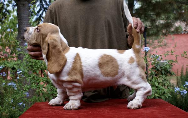 Bobby boo hoo della terra d'Orfili | Basset Hound 