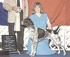 Up N' Adam | German Shorthaired Pointer 