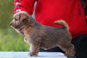 Lamonterra Tweedledee Teddy Tanya | Norfolk Terrier 