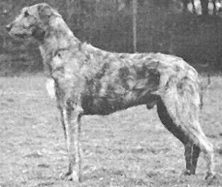 Clindhu of Eaglescrag | Irish Wolfhound 