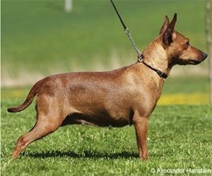 Bombastic Nackatenix | Miniature Pinscher 