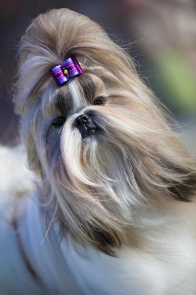 Amitzu Alluring Moment | Shih Tzu 