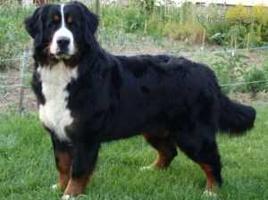 Eymy z Ochoze | Bernese Mountain Dog 