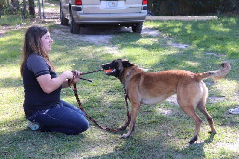 D'Wildcat 16130 | Belgian Malinois 