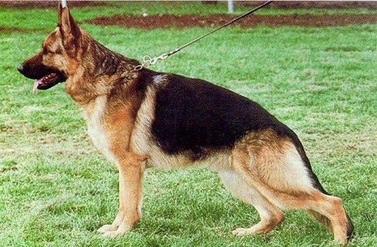 Ex vom Felsenwehr | German Shepherd Dog 