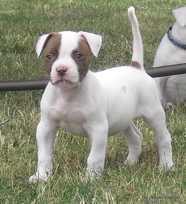 MoJo's Hurricane | American Bulldog 