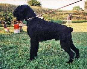 Giro von der Schachtanlage | Giant Schnauzer 