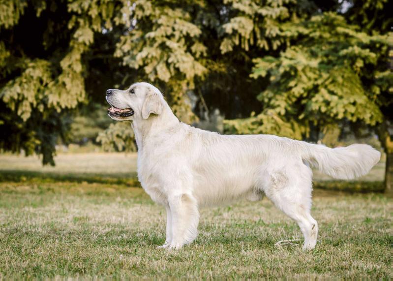 SKY IN SUNRISE Forward Ukraine | Golden Retriever 