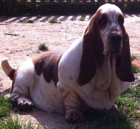 XFETTA dei Due Briganti | Basset Hound 