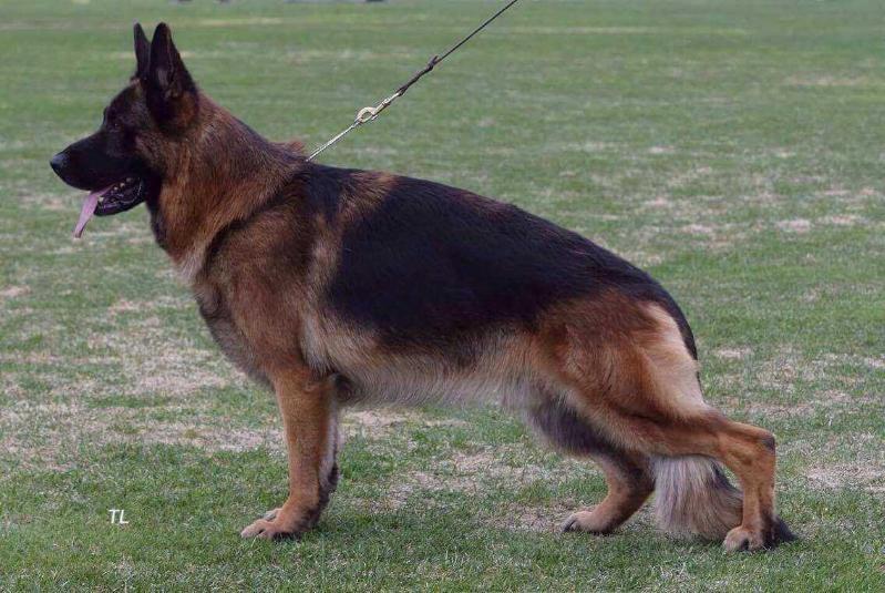 MITSCHIGAN Primo Grande | German Shepherd Dog 
