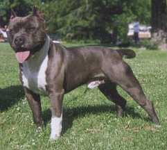 Powerhouse's Stone Cold D-N-D | American Pit Bull Terrier 