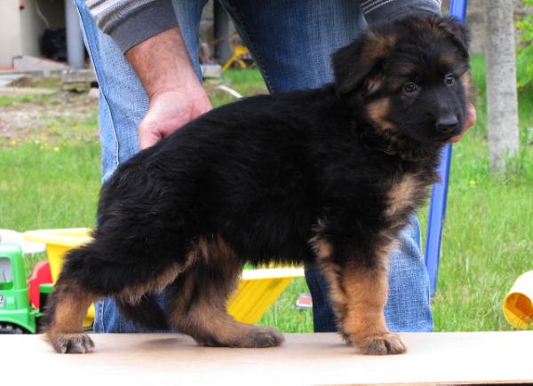 ERA vom Arapol | German Shepherd Dog 