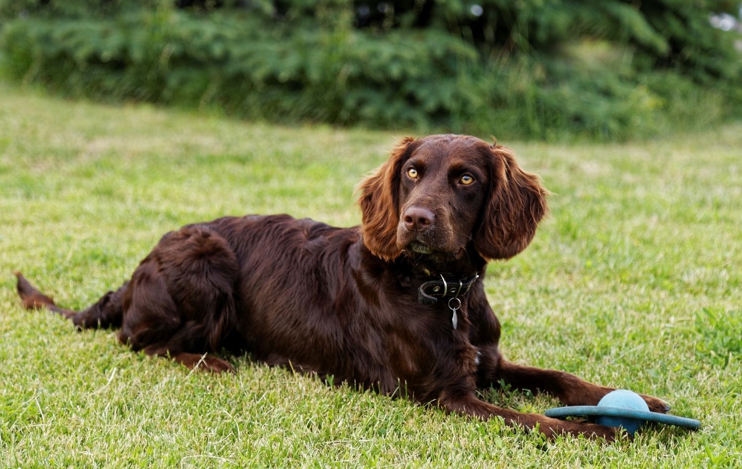 Deutscher Wachtelhund