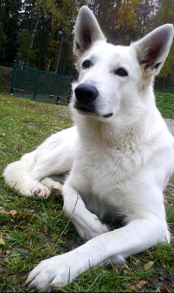 Artemis z Nového Malína | White Swiss Shepherd Dog 