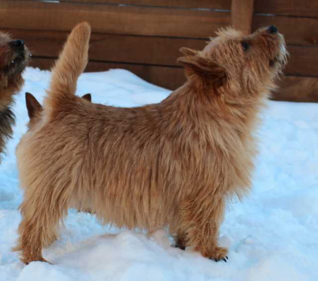 KRISTOL'S HOUSE SHANNON | Norwich Terrier 