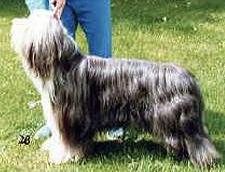 Potterdale Just William | Bearded Collie 