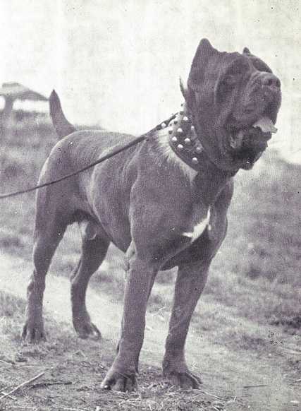 Sahib II di Ponzano | Neapolitan Mastiff 