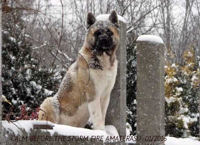 Calm Before The Storm Fire Amaterasu | Akita 