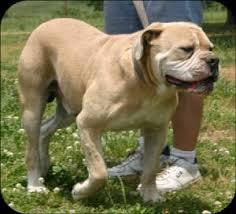 Sullivan's Hagan | Olde English Bulldogge 