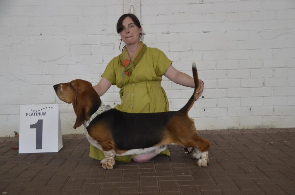 Leopoldo Lustroso da quinta da alfarrobeira | Basset Hound 