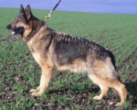 Cera vom Bergquell | German Shepherd Dog 