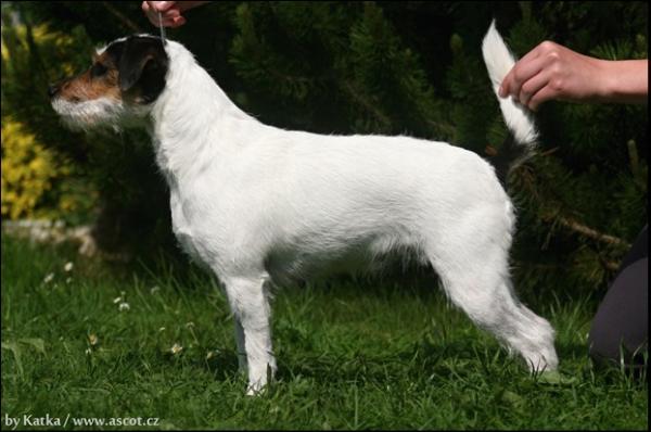 Hessy Libami | Parson Russell Terrier 