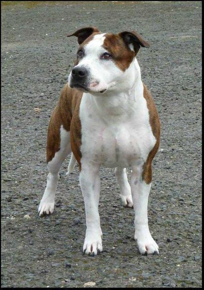 Arika White Stain Lily Sierra | American Staffordshire Terrier 