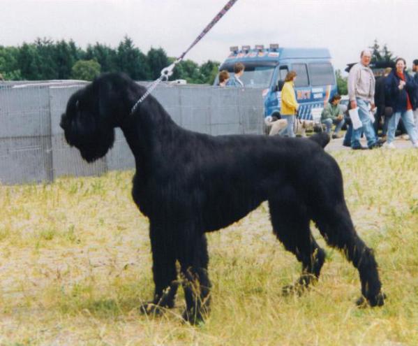 Djamila von Di's Dämonen | Giant Schnauzer 