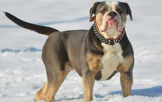 Hohensteins Vivien | Olde English Bulldogge 