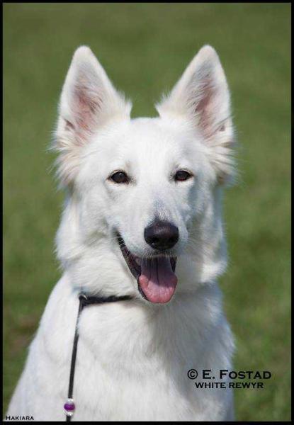 Hakiara av White Rewyr | White Swiss Shepherd Dog 