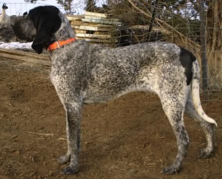 Frosty [Bluetick Coonhound] | Bluetick Coonhound 