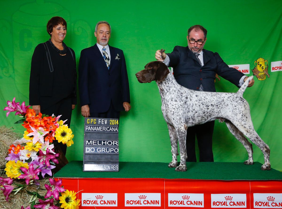 Itunes 2011 do Balaco Braco | German Shorthaired Pointer 