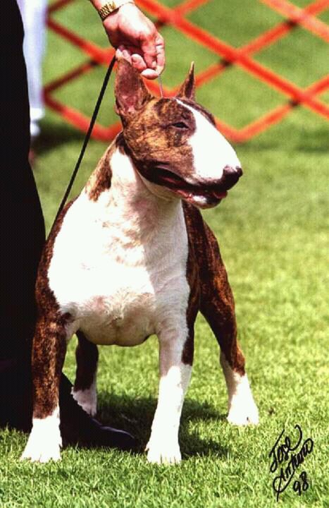 King Baruck | Bull Terrier 