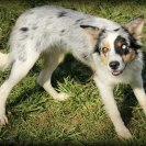 YFF Caribe ABC 369833 | Border Collie 