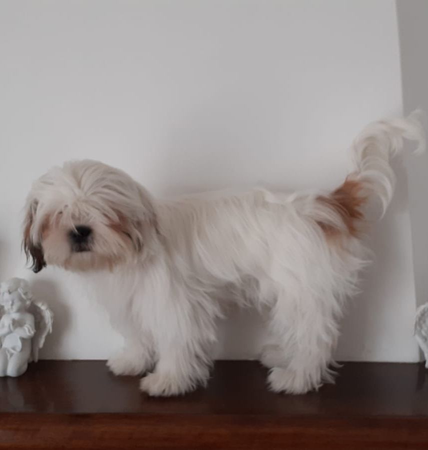 REIKI DEL RANCH ALBA | Shih Tzu 