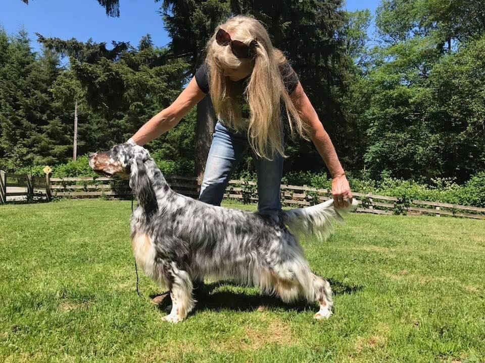 Set’r Ridge’s Gi Jane | English Setter 