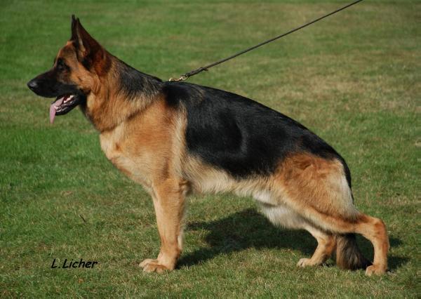 Bac von der Sandsteinküste | German Shepherd Dog 