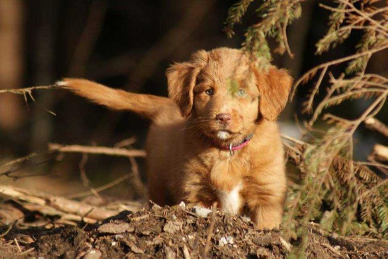 Praetorium Latobicorum's Lola | Nova Scotia Duck Tolling Retriever 