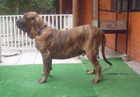 MAMUTE SD SENA SENE | Fila Brasileiro 