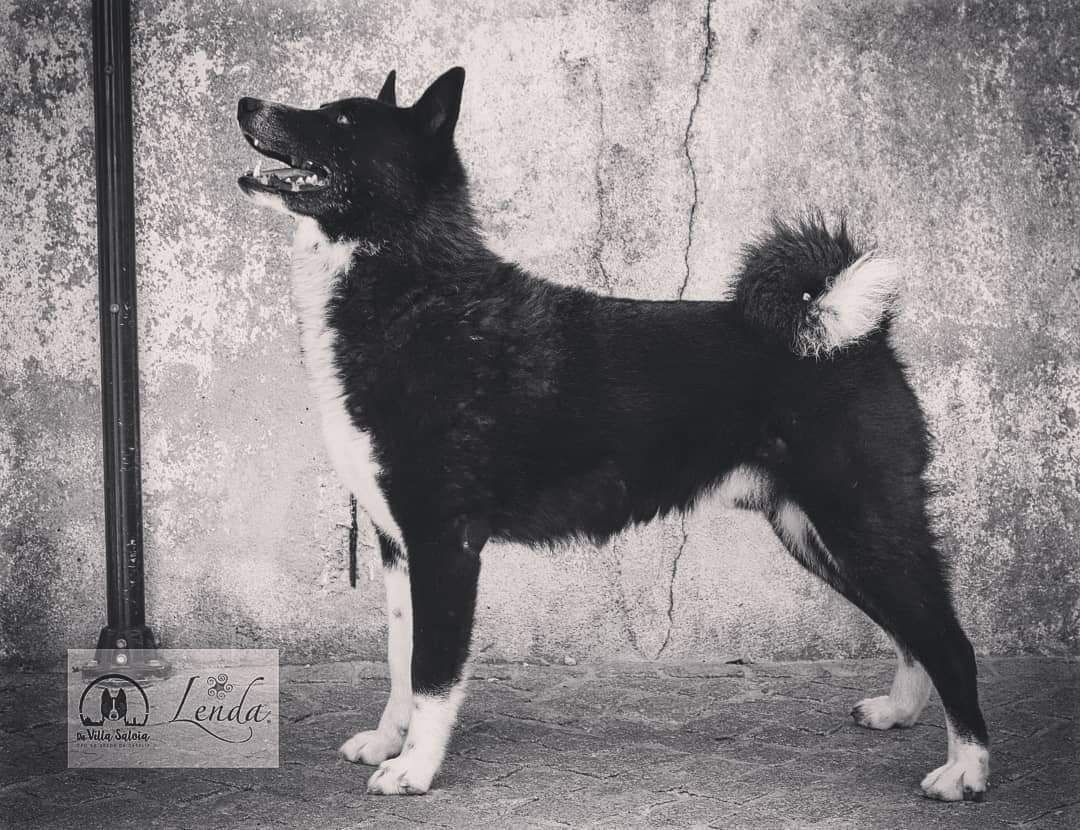 Whysheldon Dell'Amoretto | Karelian Bear Dog 